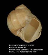 PLEISTOCENE-PLIOCENE Euspira catenoides